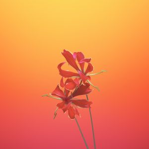Wallpaper